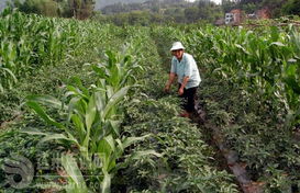 宣汉县胡家镇大力发展复合生态农业