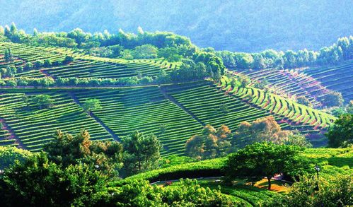中国优质工程建设发展计划 生态农业发展